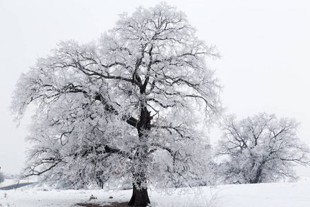 冬季天景观与抽象雪域树木