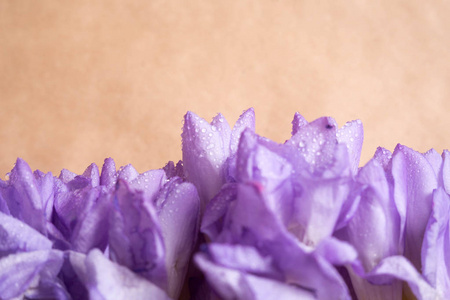 紫罗兰色春天花宏图片水滴图片