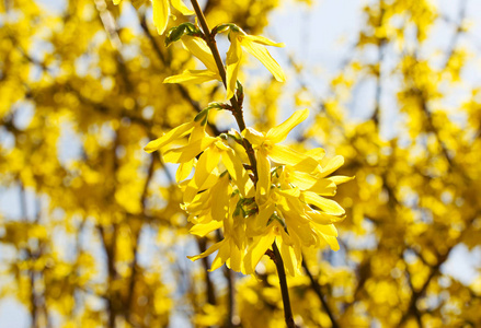 春天的花卉背景与开花黄连翘花