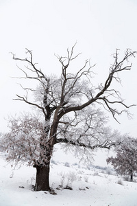 冬季天景观与抽象雪域树木