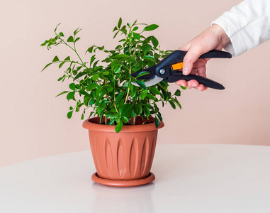 盆栽修剪女人削减使用现代修剪剪室内盆栽植物照片