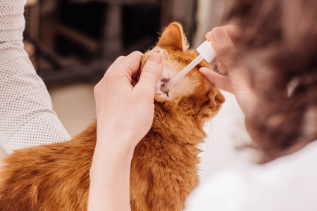 滴水的兽医下降到小猫的耳朵