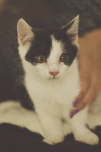 黑色和白色小猫，绿色的眼睛，温暖色调图片