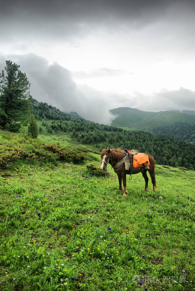 匹棕色的马.在村子里放牧马匹
