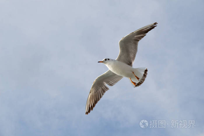 海域在天空中飞过的海鸥