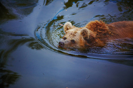 棕熊在水中大棕熊游泳照片