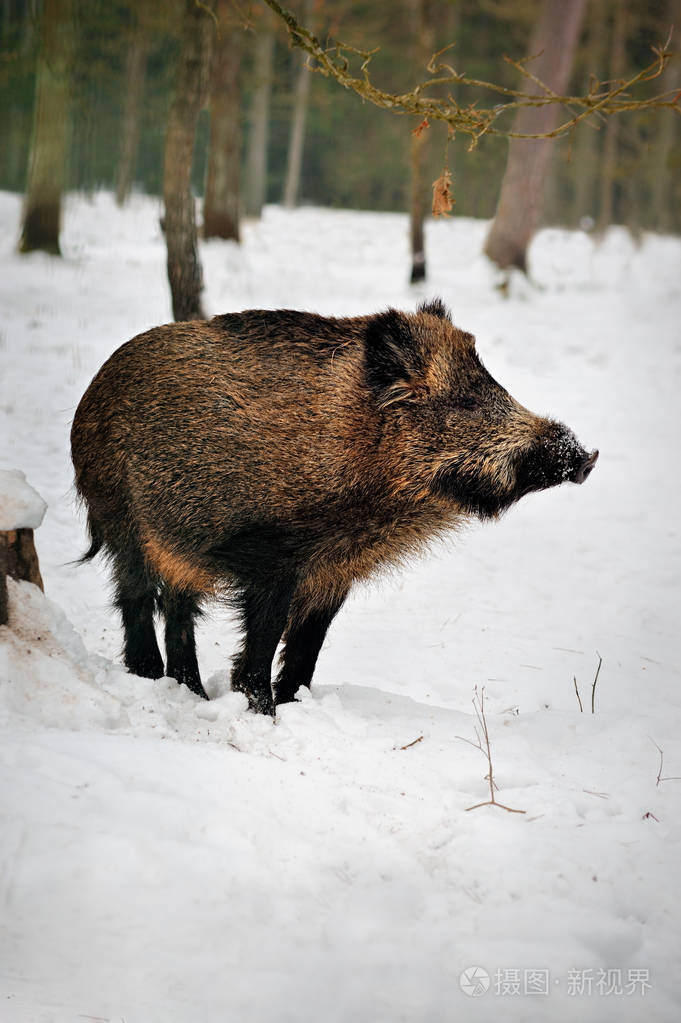 野猪在白雪皑皑的森林