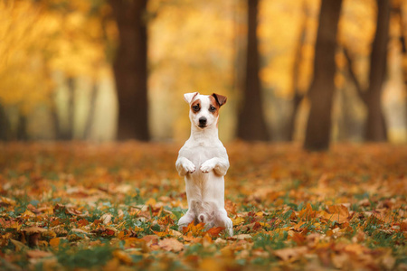 杰克罗素梗犬狗用树叶。金黄色和红色的颜色，在公园散步