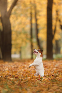 杰克罗素梗犬狗用树叶。金黄色和红色的颜色，在公园散步