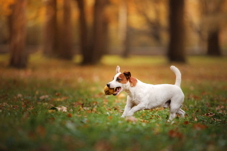 杰克罗素梗犬狗用树叶。金黄色和红色的颜色，在公园散步