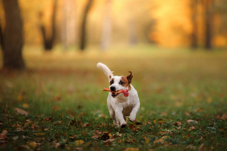 杰克罗素梗犬狗用树叶。金黄色和红色的颜色，在公园散步