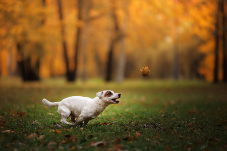 杰克罗素梗犬狗用树叶。金黄色和红色的颜色，在公园散步