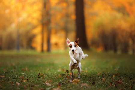 杰克罗素梗犬狗用树叶。金黄色和红色的颜色，在公园散步