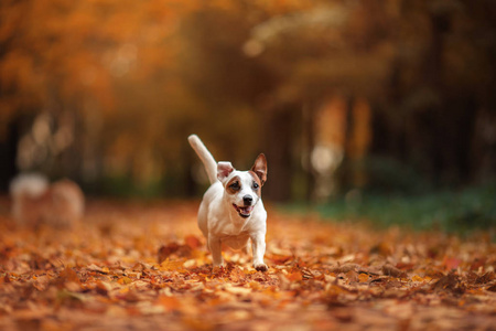 杰克罗素梗犬狗用树叶。金黄色和红色的颜色，在公园散步