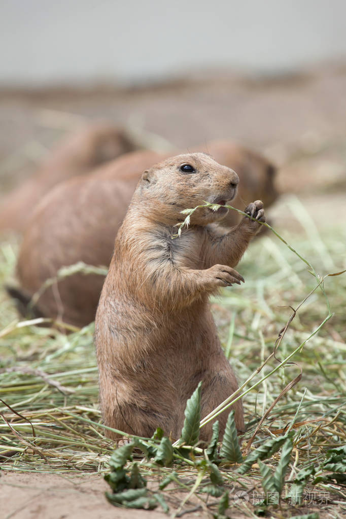 黑尾草原土拨鼠