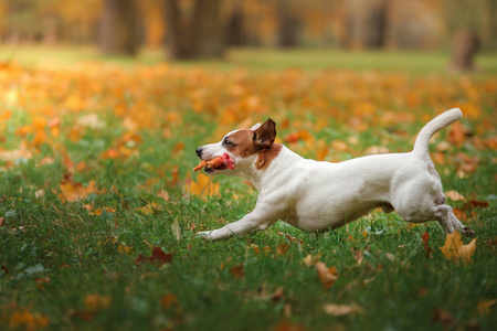 杰克罗素梗犬狗用树叶。金黄色和红色的颜色，在公园散步