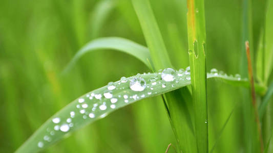 水滴躺在绿草上