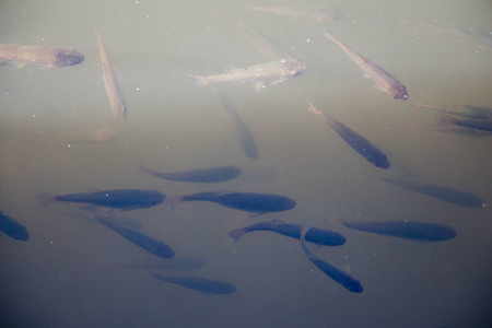 美丽的小鱼美丽的小鱼在池塘的水中游泳照片