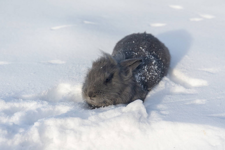 兔子在雪的画像