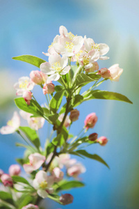 在春天开花树木，白色的花朵。选择性的焦点