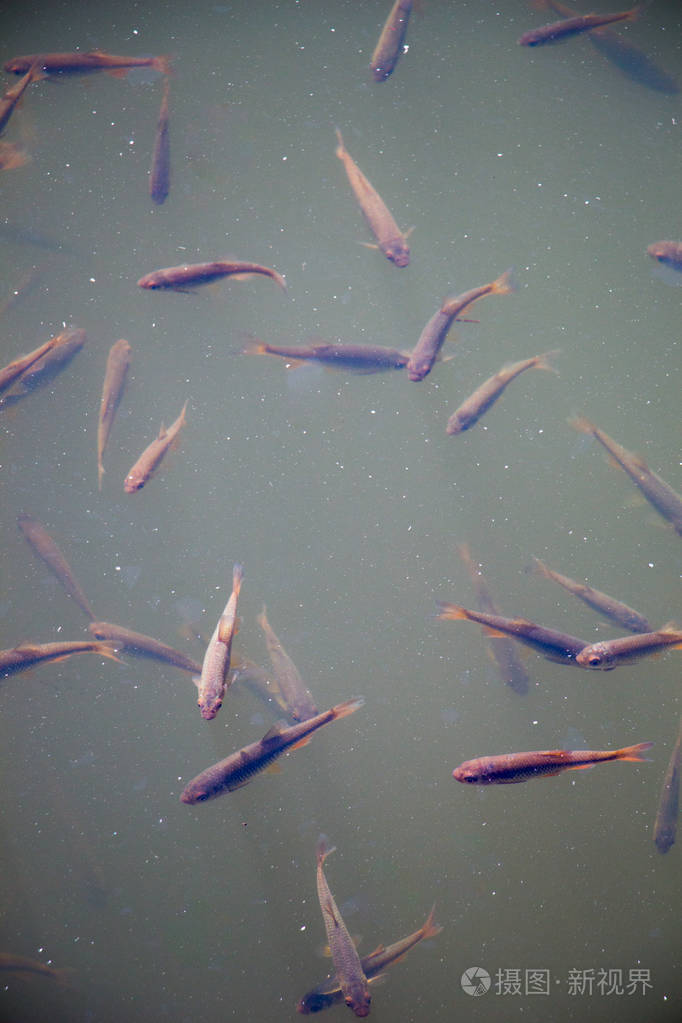 美丽的小鱼在池塘的水中