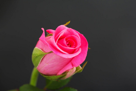精致美丽的玫瑰，在一个朴素的背景