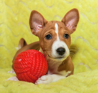 美丽 可爱的小狗犬不吠叫非洲狗品种犬