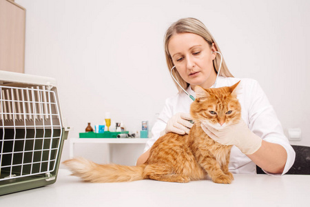 兽医医生用听诊器检查猫