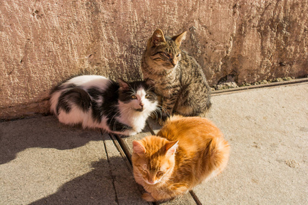 流浪猫的画像相似素材图片 摄图新视界