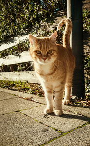 在大街上只漂亮的红发猫