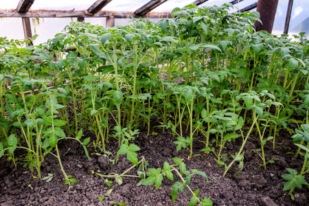 番茄幼苗。 在温室里种西红柿。 温室里的幼苗。 在温室种植蔬菜