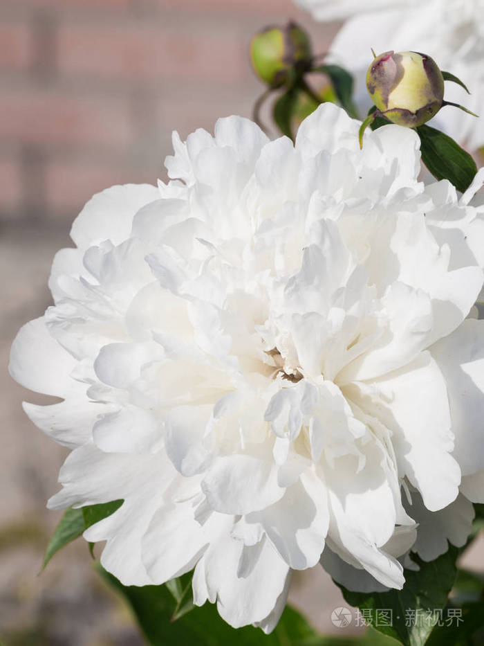 白牡丹在花园里照片-正版商用图片0xfhjq-摄图新视界