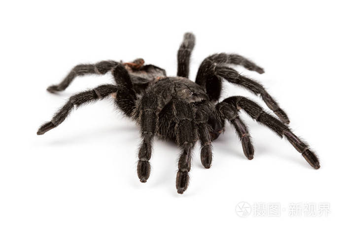孤立的黑蜘蛛的照片