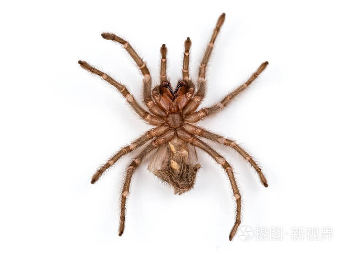 孤立的棕色的蜘蛛蜕皮的照片
