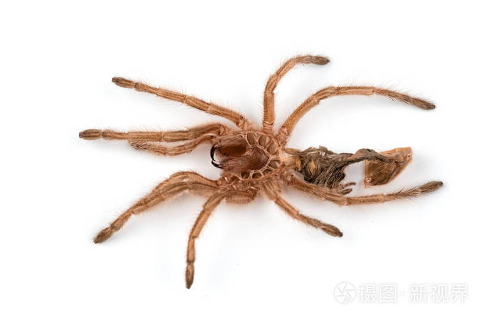 宏的蜘蛛蜕皮孤立的照片