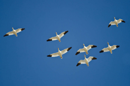雪雁在蓝色的天空中飞翔的羊群
