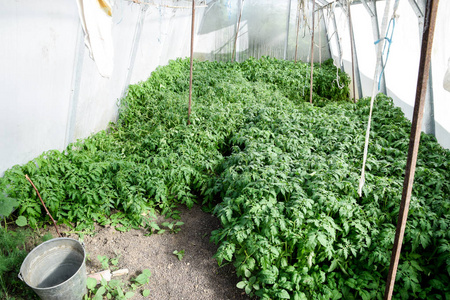 番茄苗期。生长在温室番茄。苗木