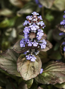 束鲜花