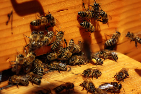 与蜜蜂飞来飞去到着陆板在 g 的一个养蜂场的蜂巢