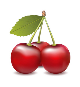 用树叶成熟的红樱桃浆果。矢量