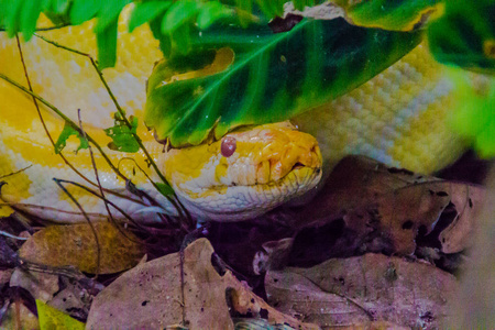缅甸蟒pythonbivittatus是世界上最大的五种蛇之一.