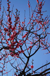 初春在蓝天下的日本梅树 日本的 ume 的粉红色花朵