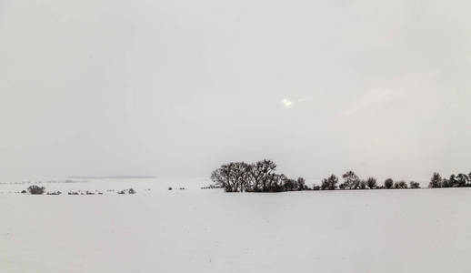 在雪白色冰树覆盖景观