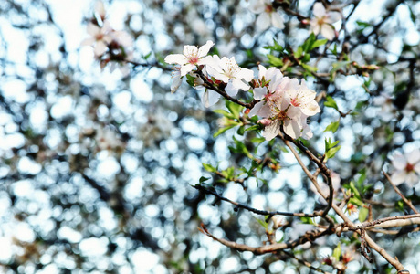 春天白色的樱花树的背景