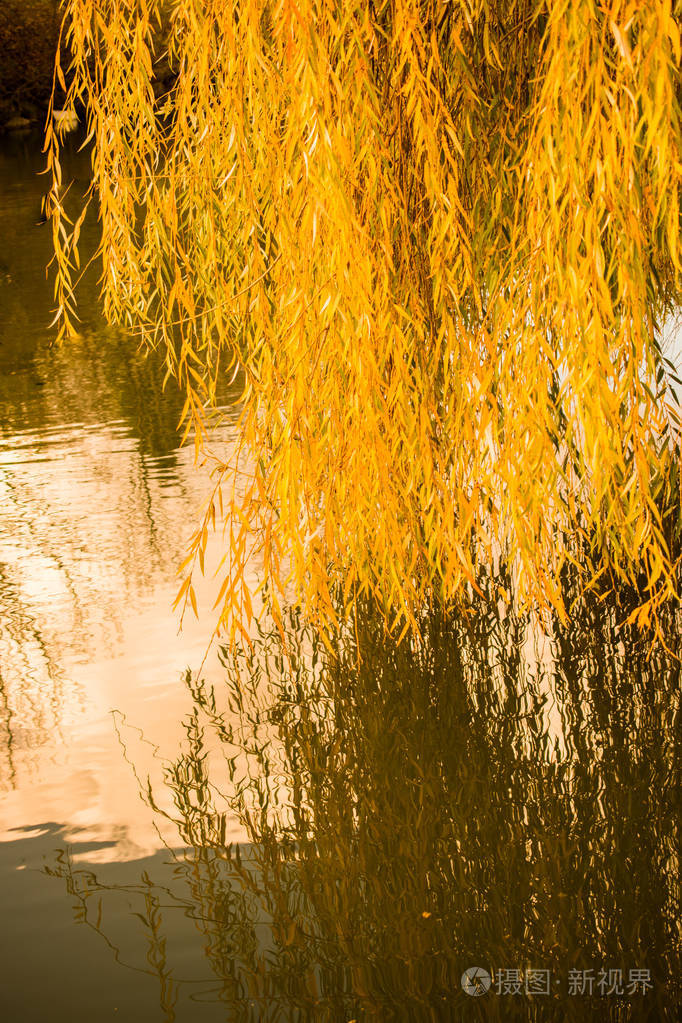 秋天的黄色柳树树枝上有叶子