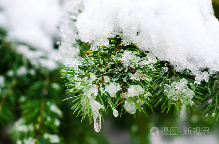 融化的雪躺在云杉的树枝上