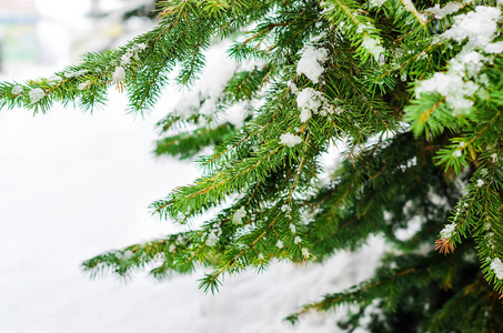 融化的雪躺在云杉的树枝上