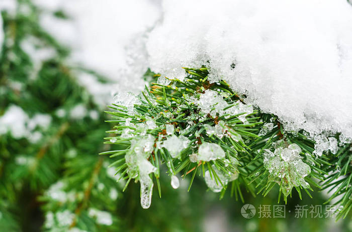 融化的雪躺在云杉的树枝上