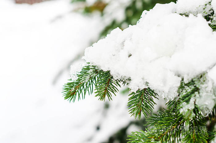 融化的雪躺在云杉的树枝上