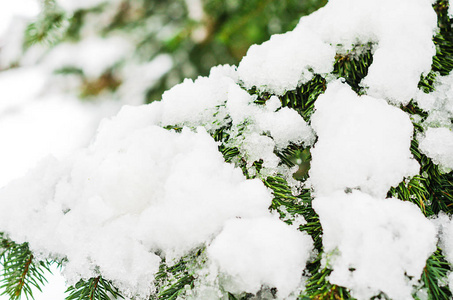 融化的雪躺在云杉的树枝上照片